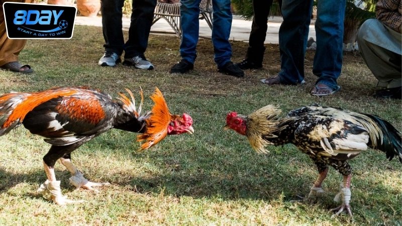 Cách phân biệt nhà cái uy tín với nhà cái kém chất lượng